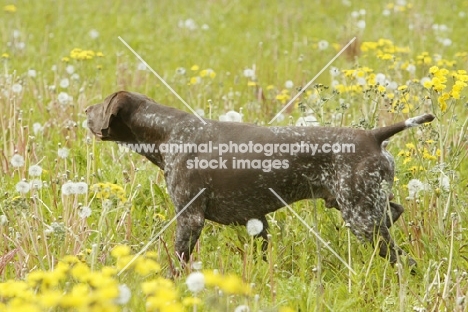 German Shorthaired Pointer in field