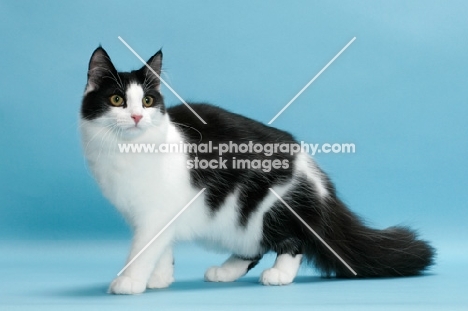 black and white Norwegian Forest cat, standing