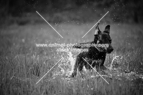 black and tan mongrel dog splashing in a puddle, black and white picture