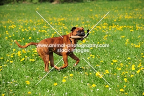 Boxer retrieving in field