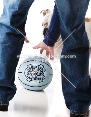 owner playing with English Bulldog and ball