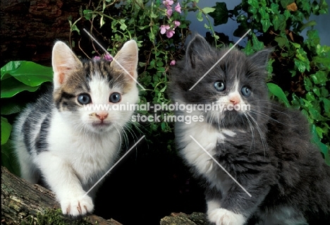 two household kittens