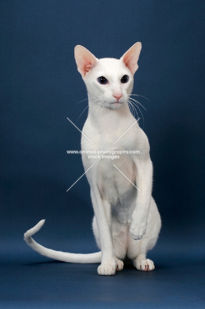 white Oriental Shorthair on blue background