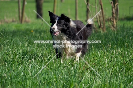 Border Collie running in fiels