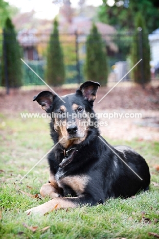 shepherd mix resting in grass with ears perked