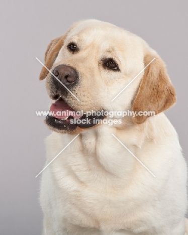 Labrador portrait on grey background