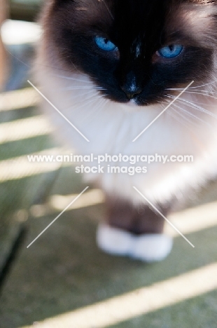 Ragdoll standing outside