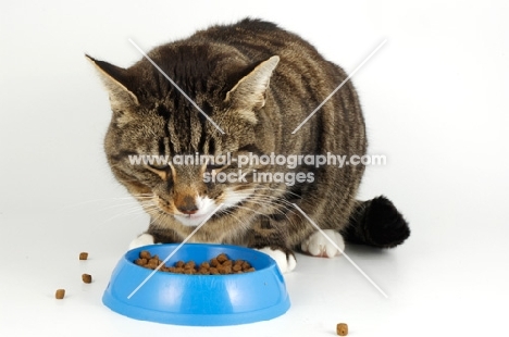 tabby and white cat eating from blue bowl