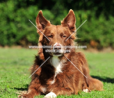 Border Collie lying on grass