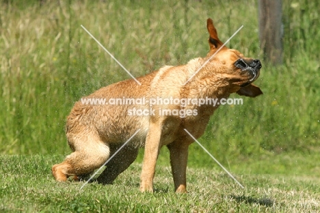 Labrador Retriever shaking