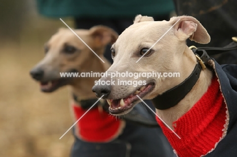 Whippets in bodywarmer