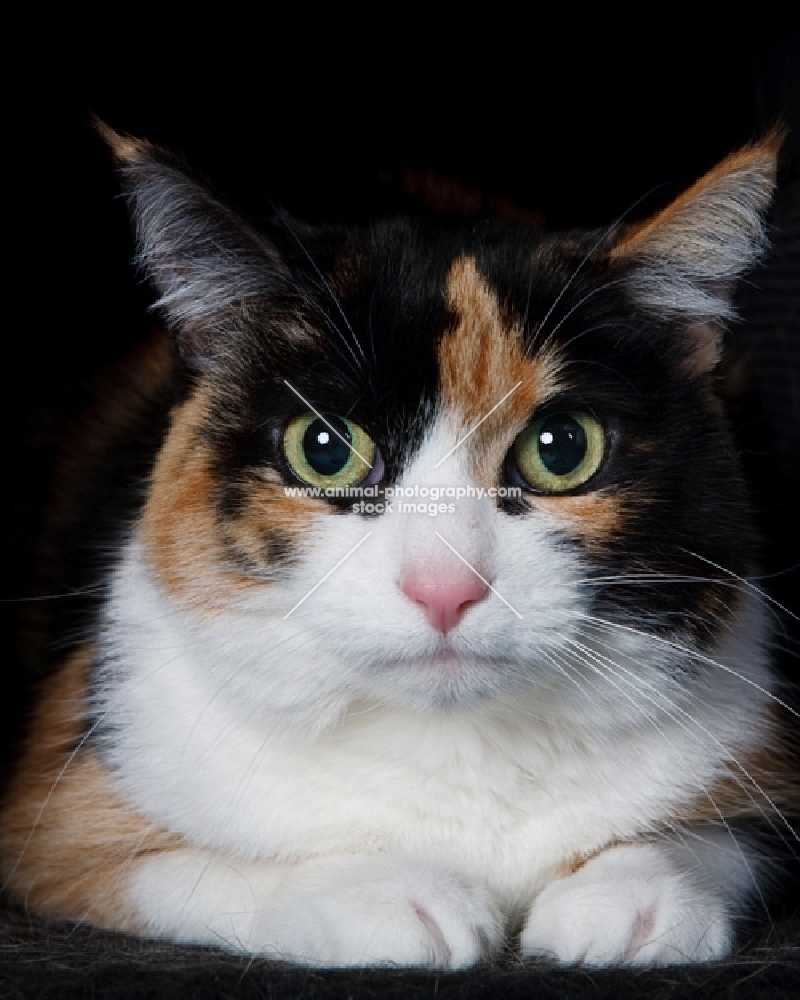 Domestic Shorthair on black background