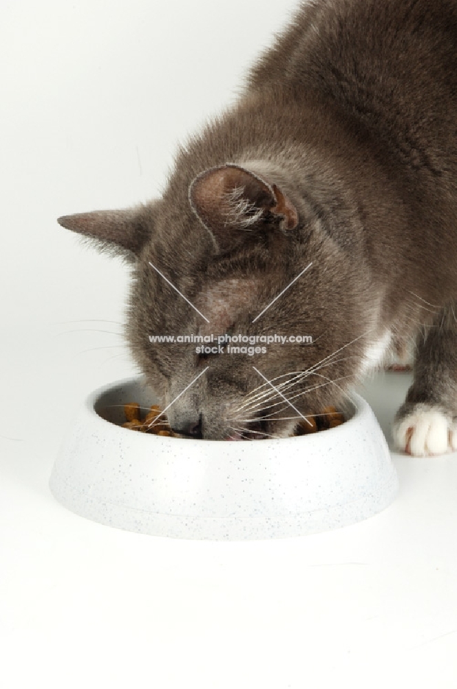 cat eating from white bowl