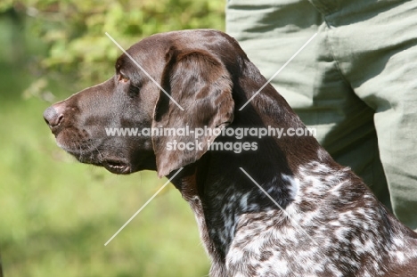 German Shorthaired Pointer profile