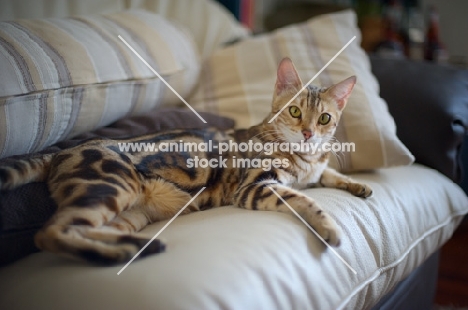 Beautiful marble bengal on a couch