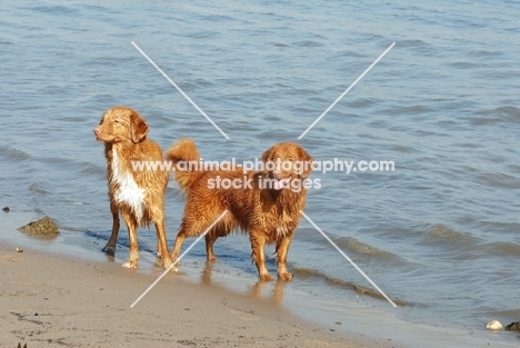 nova scotia duck tolling retriever waiting for the next throw