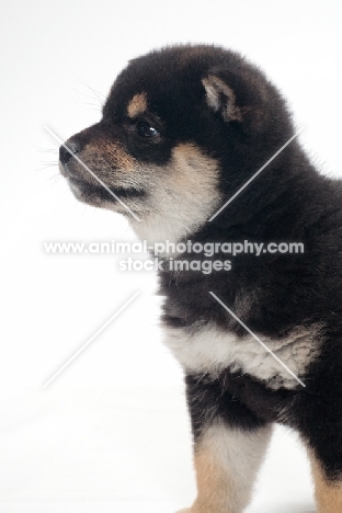 black and tan coloured Shiba Inu puppy, portrait