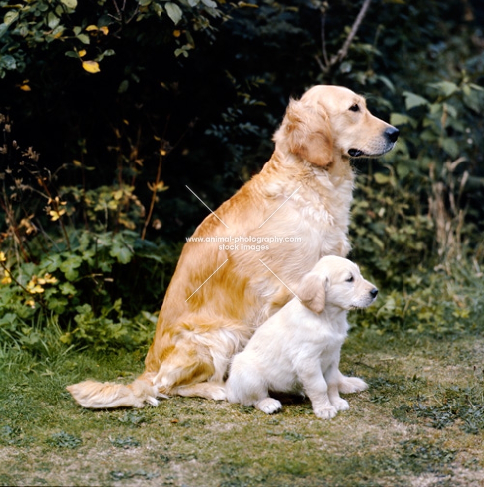 golden retriever and puppy sitting on grass