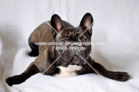 French Bulldog