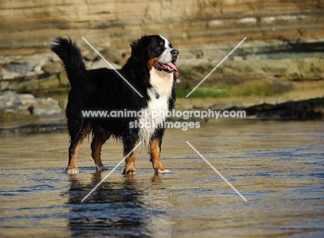 Bernese Mountain Dog