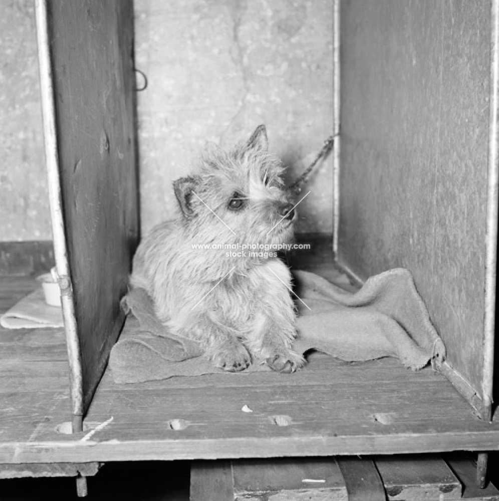 cairn terrier on a show bench