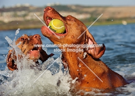 Hungarian Vizslas playing with ball in water