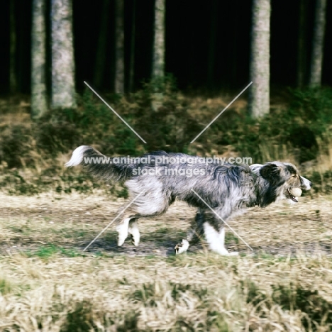 lurcher on the move on woodland path