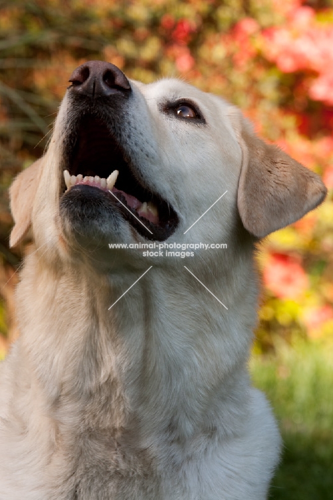 yellow lab looking up