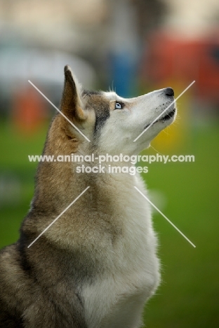 alaskan malamute mix sitting, profile shot