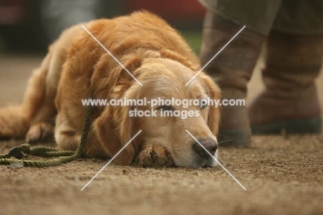 Golden Retriever resting