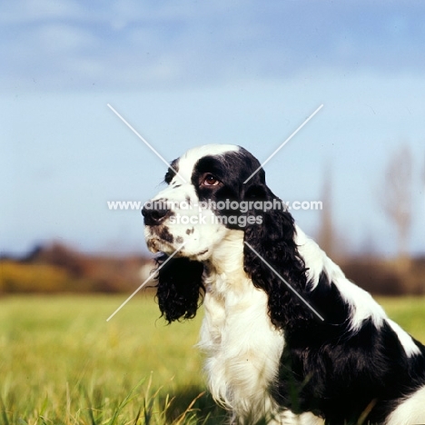 cocker spaniel in countryside