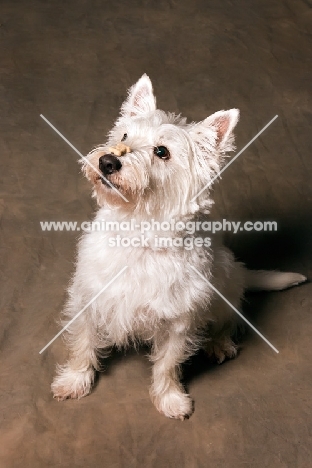 West Highland White Terrier