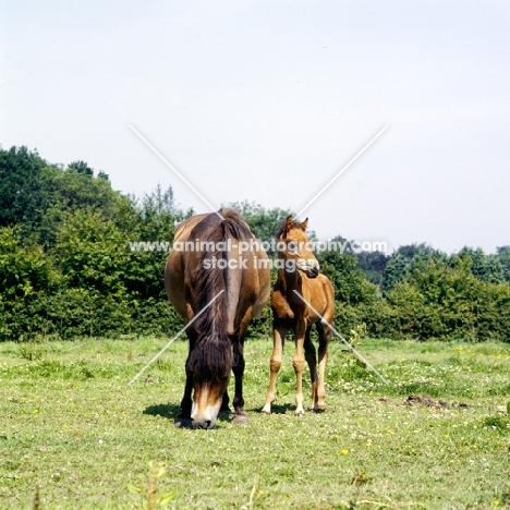 Frithesden Fairy Flax, Exmoor mare grazing with her Arab cross foal