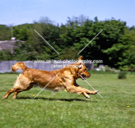 standerwick franklin, working type golden retriever galloping  on grass