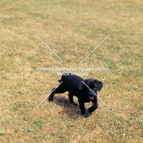 black labrador puppy