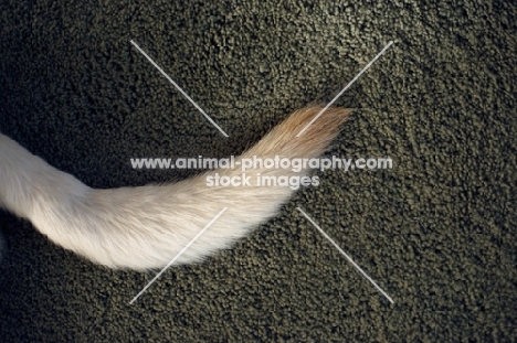 close up of yellow labradors tail