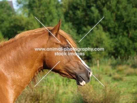 Welsh Cob (section d) profile