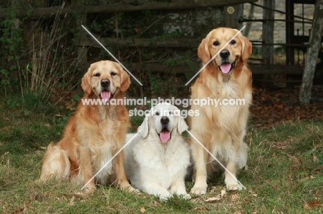 three Golden Retrievers