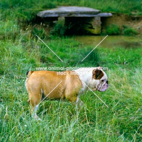 bulldog looking alert