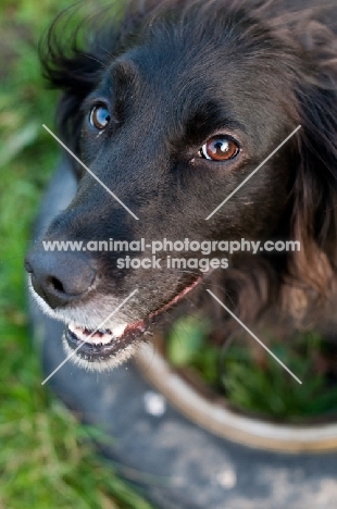 happy Sprollie (collie/ english springer spaniel cross)