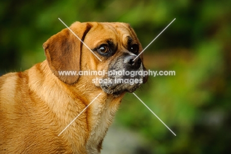 Puggle head study