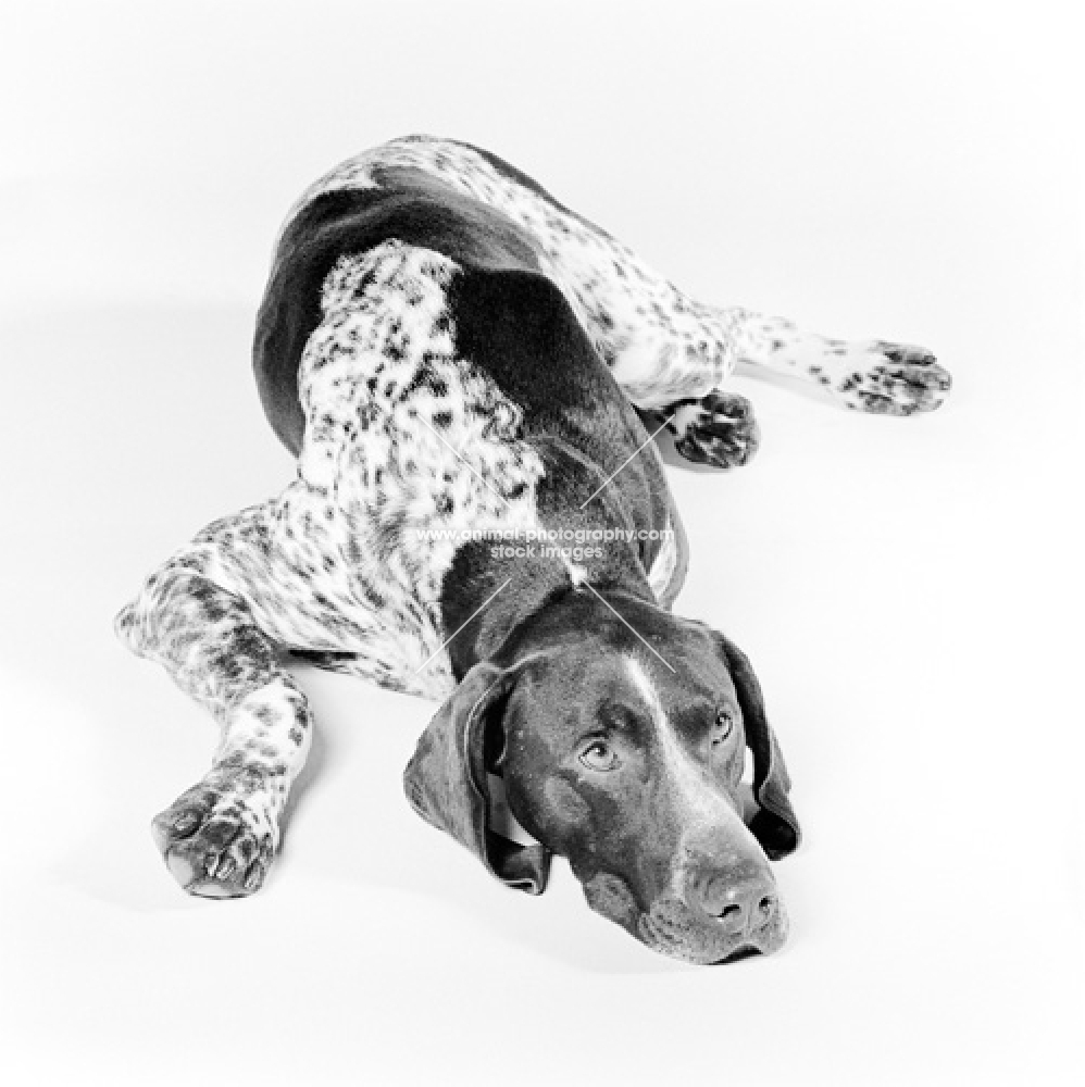 german shorthaired pointer, resting on white background