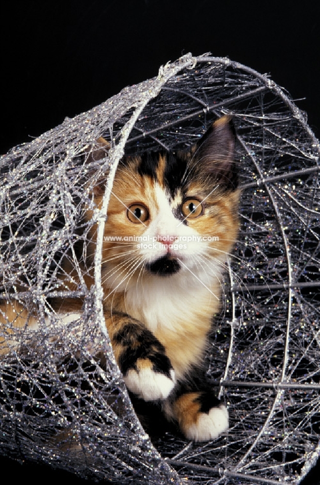 tortie and white kitten in a basket