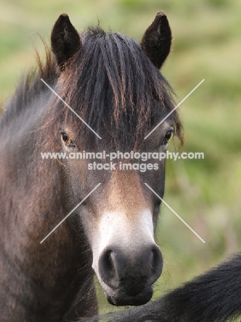 Exmoor Pony portrait