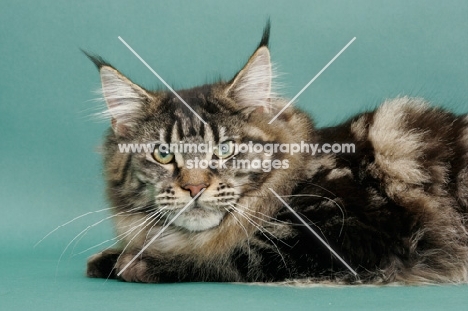 Brown Classic Tabby Maine Coon, green background, lying down