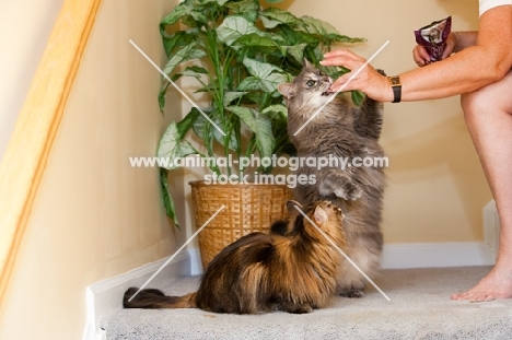 cats at home, being fed