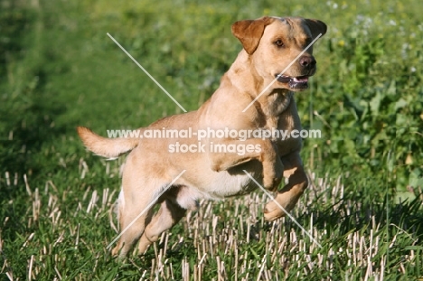 Labrador Retriever running in field