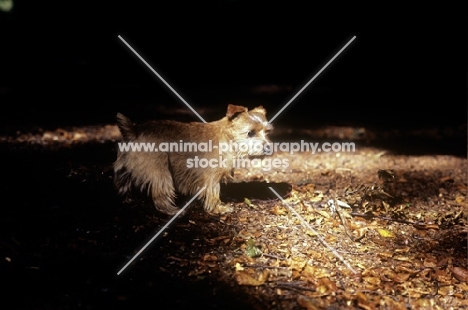 norfolk terrier in autumn