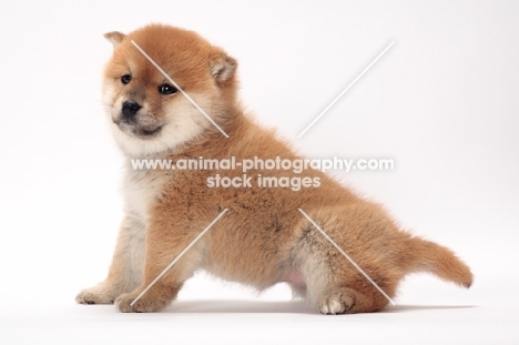 Shiba Inu puppy sitting down