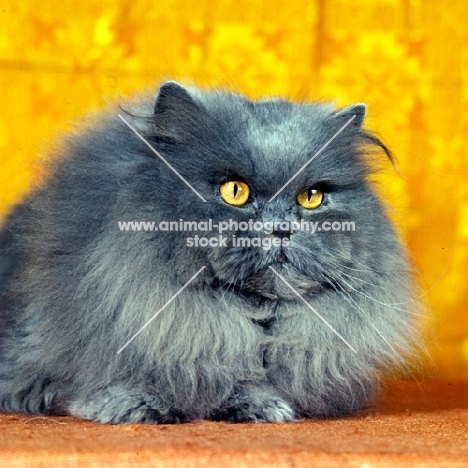 ch orion of pensford, long hair blue cat